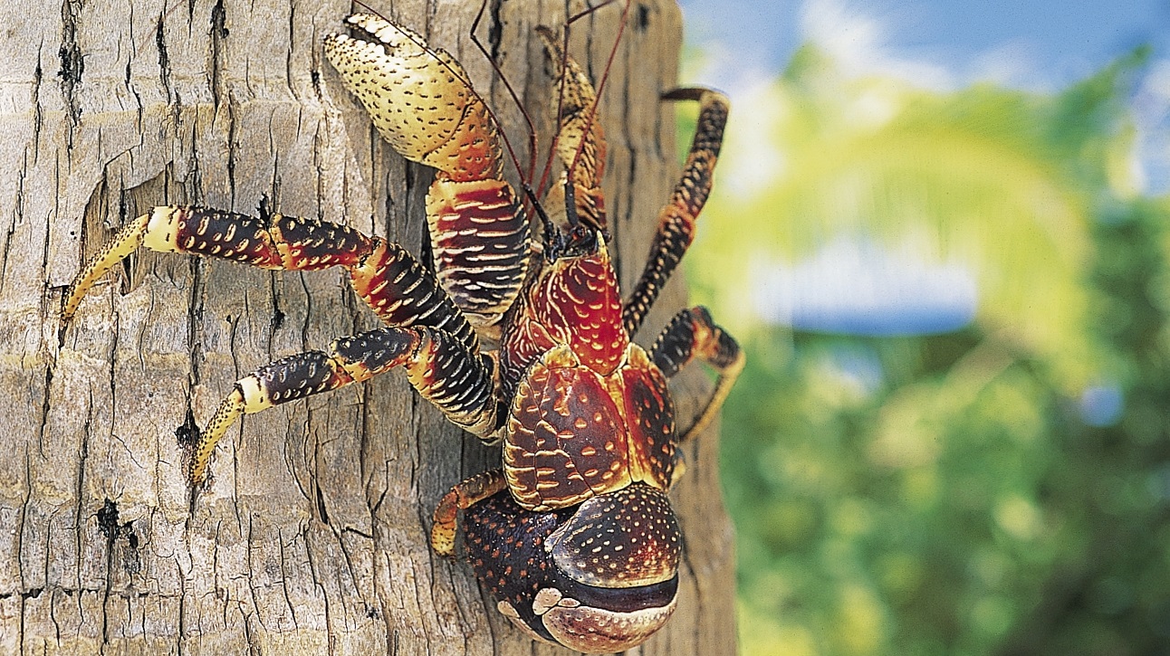 L Intoxication Par Le Crabe De Cocotier En Nouvelle Caledonie Universite De La Nouvelle Caledonie